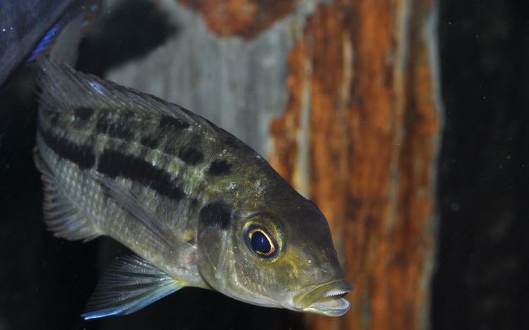 Protomelas spilonotus 'Mara Rocks'